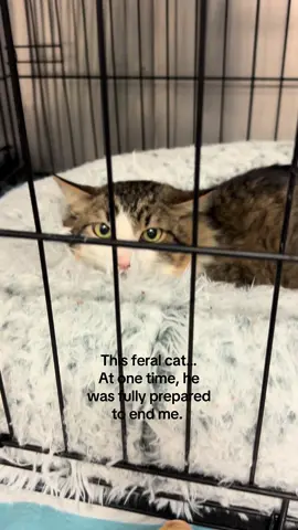 A post by @dr.b_veterinarian on TikTok caption: All it takes is time and patience 💕#FeralCatJourney  #TrustTakesTime #HeadbuttHealer #garbanzo #feralcat #fyp