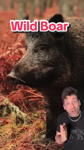 A post by @oddanny on TikTok caption: The Bacon that will eat you back #wildboar 