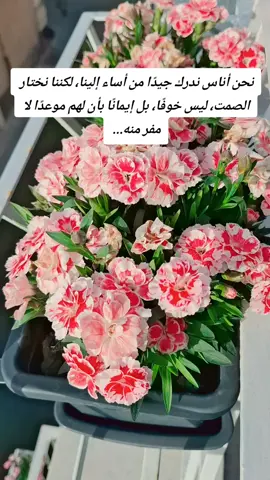 A post by @meddeb55 on TikTok caption: #الحمدلله_دائماً_وابداً #توتس🇹🇳_الجزائر🇩🇿_المغرب🇲🇦 #aişha💚 #perte #fyp #explore #tik_tok 
