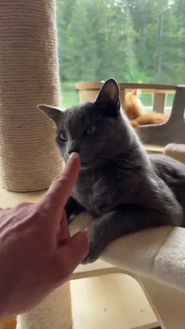 A post by @theasherhouse on TikTok caption: Our cat heaven 😻