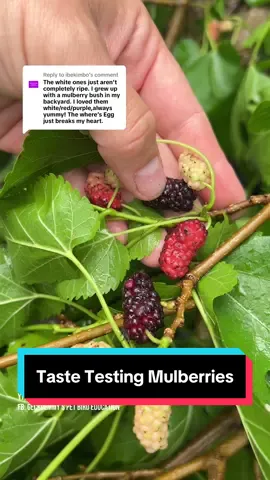 A post by @geckoemmy on TikTok caption: Replying to @ibekimbo Let's put the two varieties of white mulberry to the test and see which one the parrot flock prefers! The answer may surprise you - it sure shocked me! #parrotfeeding #mulberries #petbirds
