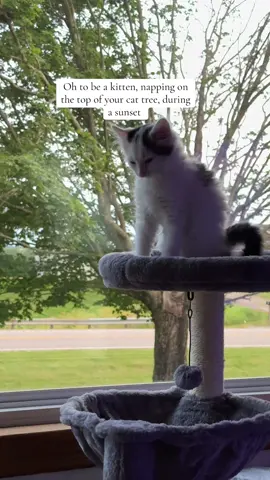 A post by @jesss_16 on TikTok caption: Sleepy boy #cattok #kittensoftiktok #catlover 
