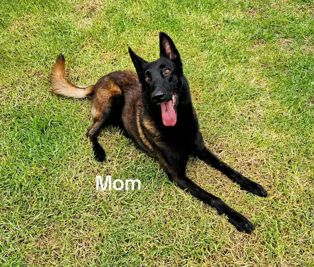 A post by @jasminekariina on TikTok caption: #belgianmalinois #malinois #fyp #rayomcqueen 