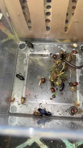 A post by @410dwill45 on TikTok caption: #live 