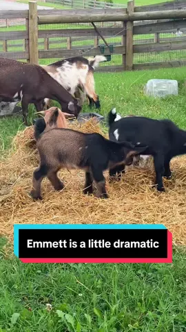 A post by @katievanslyke on TikTok caption: Emmett is a little…dramatic😅🐐 #nigeriandwarfgoats #kiddingseason #babygoats 