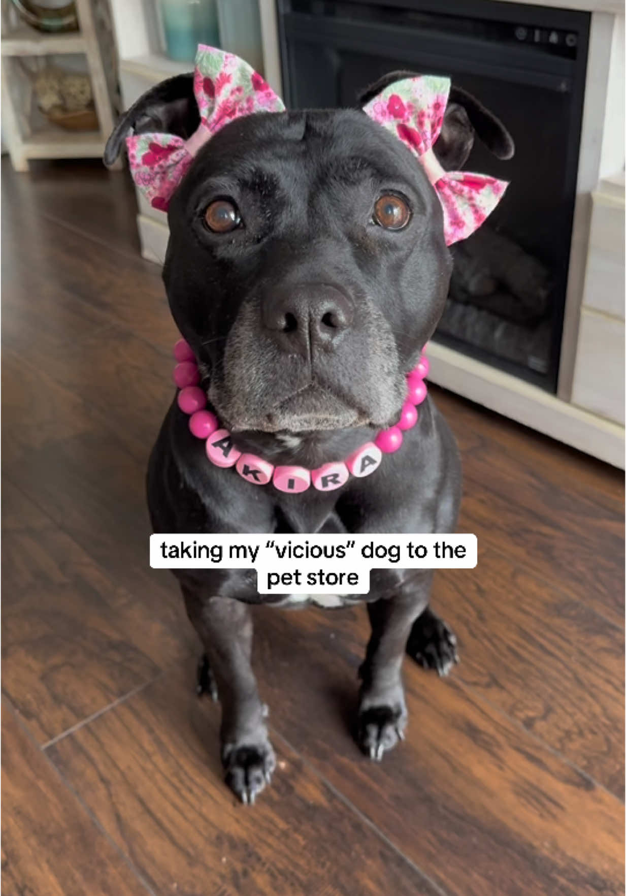 A post by @ on TikTok caption: sorry Akira! 🤭 double bows by me @Wildly Cute Bows and beaded collar  by @Hypnotic Dog 💕 