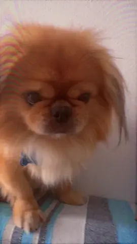 A post by @bianca_official_21 on TikTok