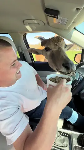 A post by @shawtgal49 on TikTok caption: Drive thru safari vlog #fyp #sahm