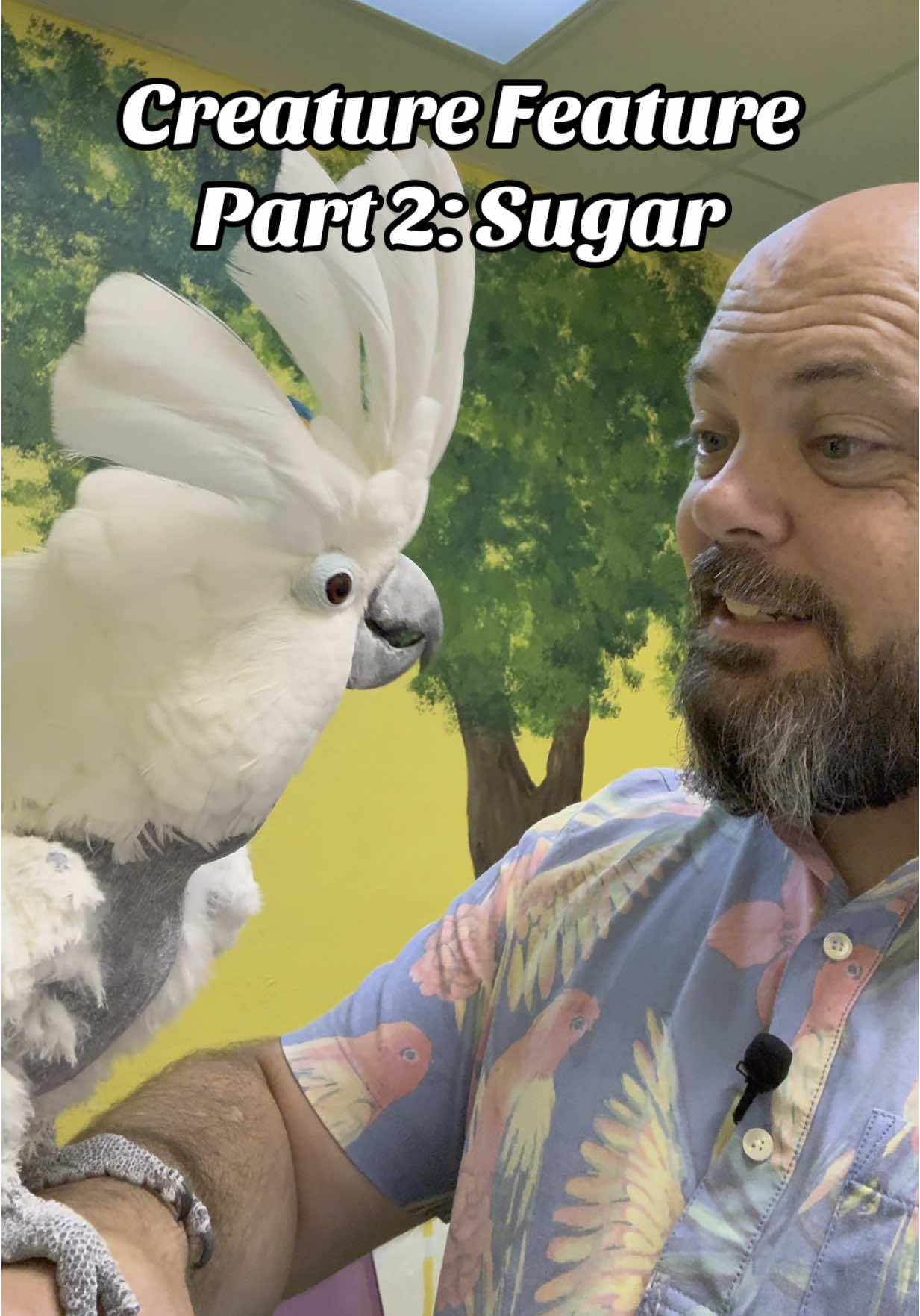 A post by @blueplanetpets on TikTok caption: Creature Feature Part 2: Sugar at @ParrotOutreachSociety #cockatoo #rescuebird #animalrescue #petbird #parrot #birdrescue #pets 
