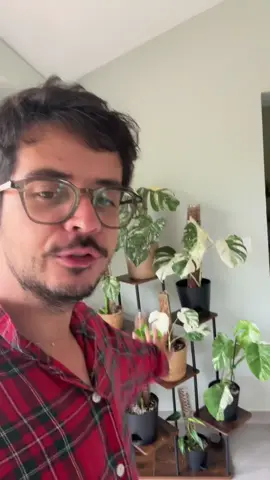 A post by @noholito on TikTok caption: Ma collection de Monstera 
