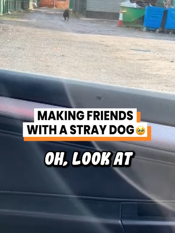 A post by @gofetch on TikTok caption: Stray dog is my new bestie 🥰 (@alfie_the_blue_staffy) #straydog #animalvoiceover #rescuedog #talkingdog #dog