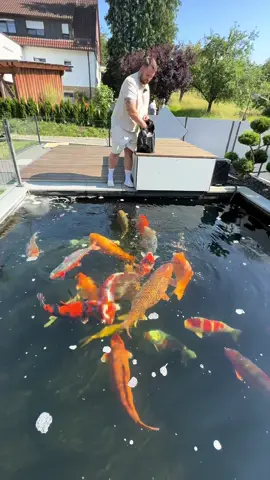 A post by @modernkoi on TikTok caption: Benni‘s 25.000 Liter Teich 🤩                         #konishi #Koi#karashi #carp #konishikoi #teich #pond #japan  #japanesekoi#modernkoi #nishikigoi  #fyp #fypage #foryoupage #karpfen #showa #sansai #tosai #nisai #explorepage #ikeage