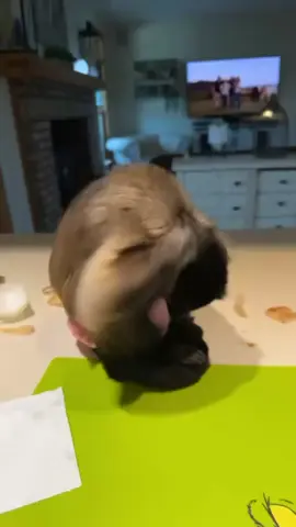 A post by @lifewithgaitlyn on TikTok caption: Happy national onion day!!! #gaitlynrae 