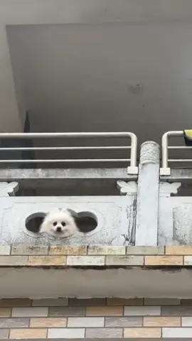 A post by @happycalifornia751 on TikTok caption: 😂😂Haha #funnyy #funnytiktok #punjab #punjabi #punjabitiktok #tiktok_india #tiktokindia #tiktok #canada #surrey #brampton #toronto #usa #usa_tiktok #fyp #fypシ゚viral #fypシ #fypage #foryou #foryoupage #foryourpage #trending #trend #trendy #europe #australia #melbourne #nz #happycalifornia751 #dubai #portugal #italy #germany #london #uk #california #desi #girls #pakistan #lahore #karachi #nztiktok #funny #funnyvideos #comedy #comedyindia #spain #sydney #perth #cali #capcut #status #brownboy #india #punjabisong #punjabisongs #bollywood #song #podcast #pindawale #indian 