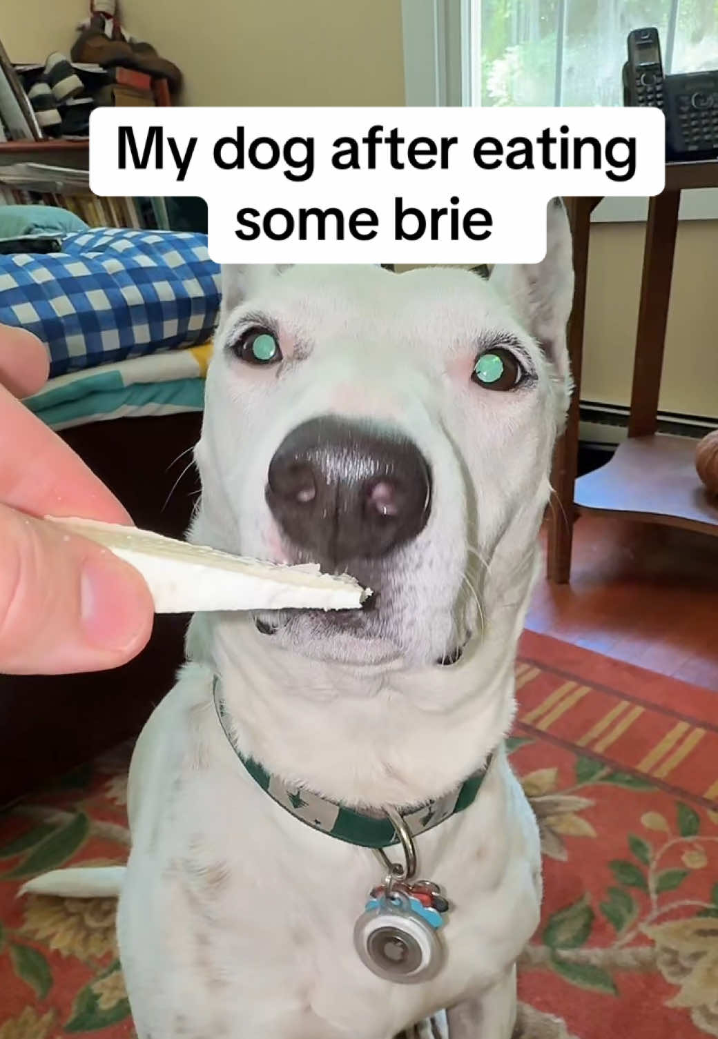 A post by @mistermainer on TikTok caption: Elle a mangé du brie #brie #paris #oui #baguette #france 
