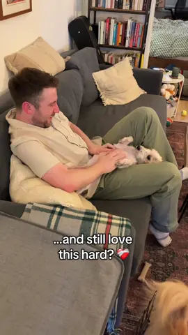 A post by @simonsits on TikTok caption: We don’t deserve dogs. ❤️‍🩹 @Animal Care Centers of NYC @Muddy Paws Rescue 