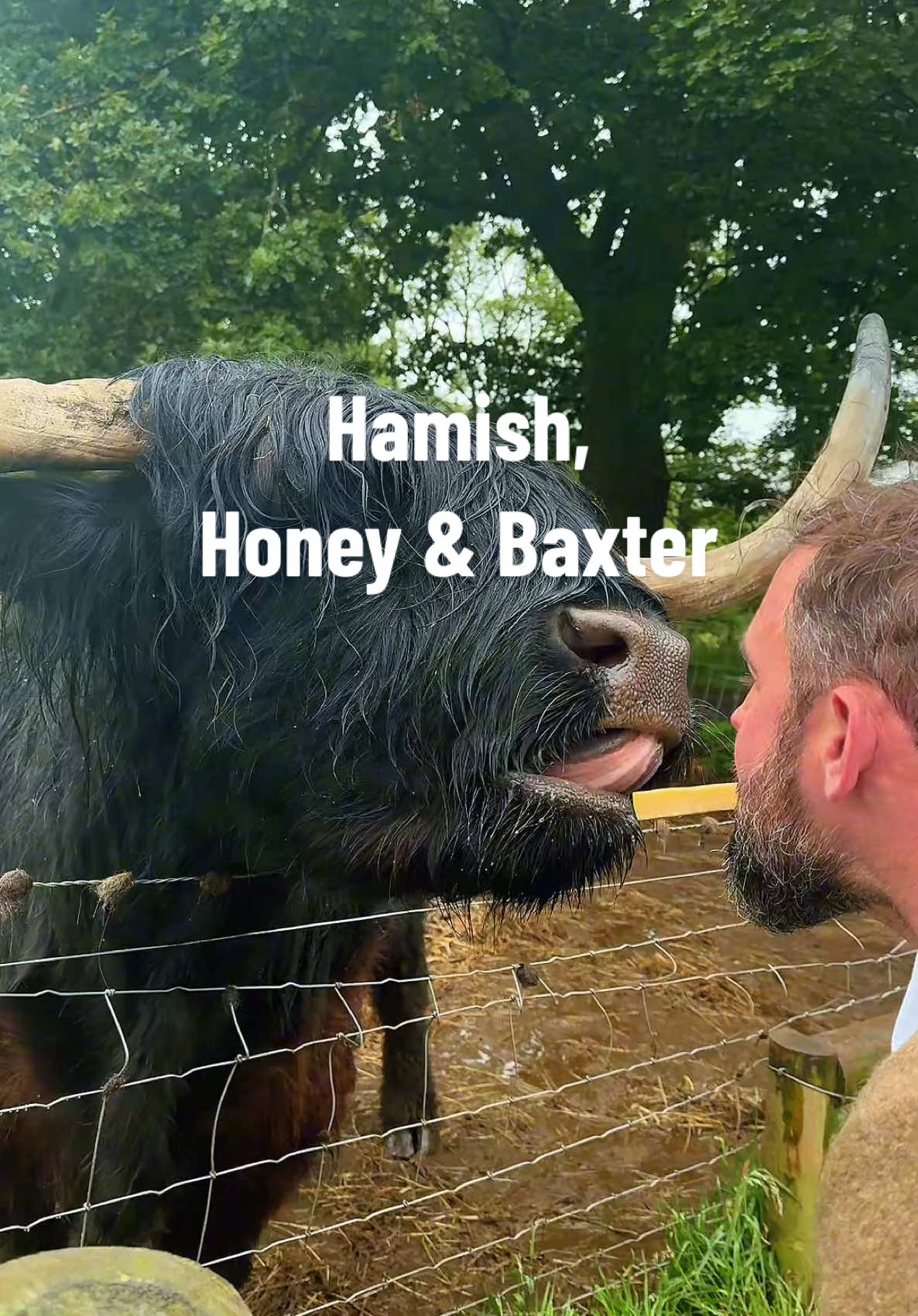 A post by @andy_highlander on TikTok caption: It’s always a pleasure to see my friends Hamish, Honey & Baxter! If you’ve ever visited the Trossachs Woollen Mill you’ve no doubt met these big beauties.. #highlandcow #coo #scotland #visitscotland #andythehighlander #highlandertours 