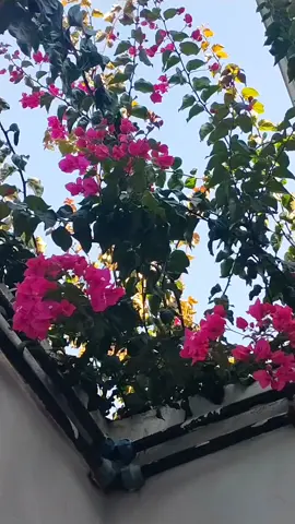 A post by @rakhigazi on TikTok caption: #joybangla🇧🇩🇧🇩🇧🇩 #italy🇮🇹 #chef #sushi #fyp #tiktok #like #froyou #loveyou #loveyou #forupage #Love #viral #Uk 