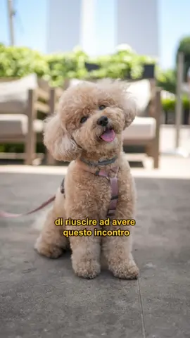A post by @doggodaiily on TikTok caption: Ho fotografato 50 dei vostri cani a @Torino Outlet Village . Qui ce ne sono alcuni. ❤️🐾 , #caniditorino #adv * The Flow Of Time by Alex-Productions I https://onsound.eu/ Music promoted by https://www.free-stock- music.com Creative Commons / Attribution 3.0 Unported License (CC BY 3.0) https://creativecommons.org/licenses/by/ 3.0/deed.en_US