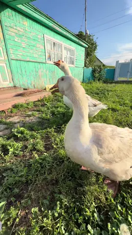 A post by @aidarkin on TikTok caption: Гусиные нежности