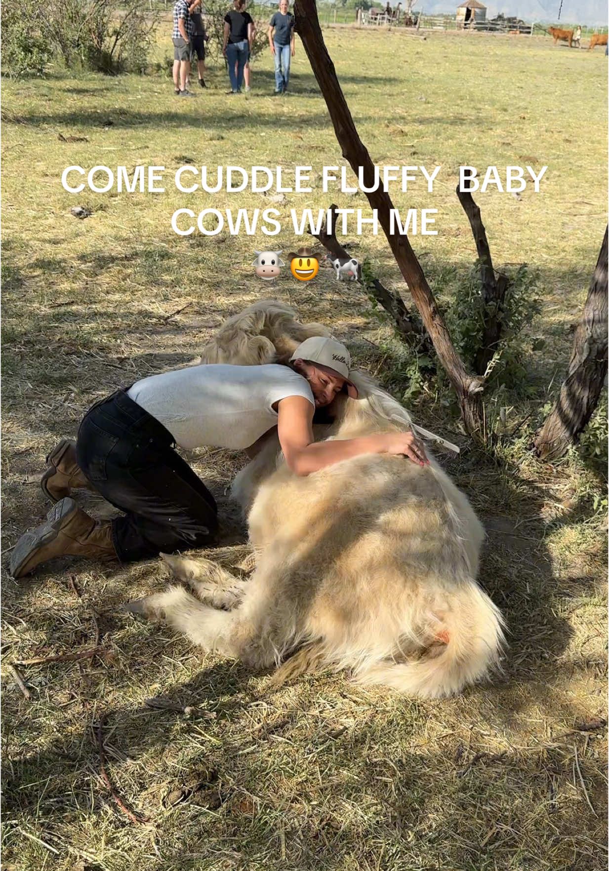 A post by @kimberlyoconnell on TikTok caption: IT’S SO FLUFFY!! #highlandcow #cowcuddles #cuddle #datenight #highlandcowsoftiktok #cutebaby #babycow 