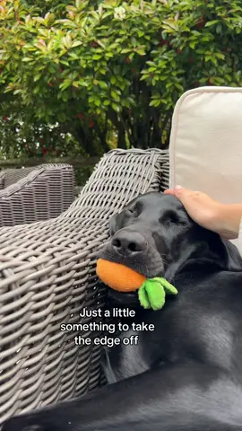 A post by @tuesdayswmorrie on TikTok caption: Works like a charm every time 🤌 #dog #dogs #funny #relatable #dogtok #dogsoftiktok #relatable #viral #fyp #foryou 