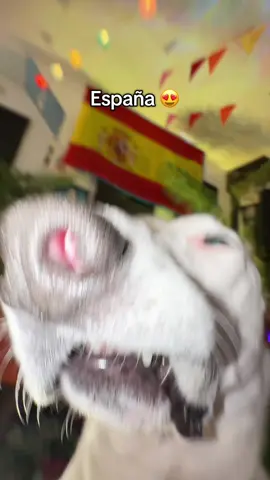 A post by @mistermainer on TikTok caption: España 🇪🇸 🇪🇸🇪🇸🇪🇸🇪🇸 #españa🇪🇸 #🇪🇸 #hola #dameungrr #Meme #perro #españa 