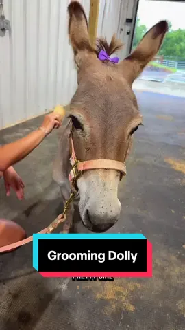 A post by @katievanslyke on TikTok caption: Let’s Deshed Dolly a little bit!🫏💜 #minidonkey #deshedding #minijenny #donkeysoftiktok #grooming 