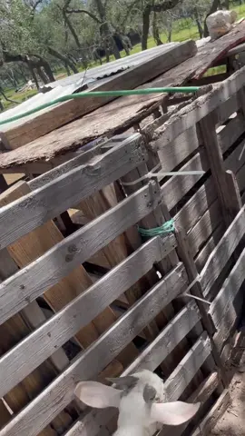 A post by @xwallstreetdonx on TikTok caption: Black people and pets 😭 #blacktiktok #blackfarmers #fyp #foryou #fypシ #country #farmlife #animals #goats 