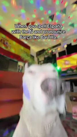 A post by @mistermainer on TikTok caption: ¡Hola! ¿Cómo estás? 🇪🇸🇪🇸 #españa #spain #perro #perrito #bilingual 