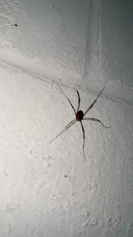 A post by @410dwill45 on TikTok caption: #fy 
