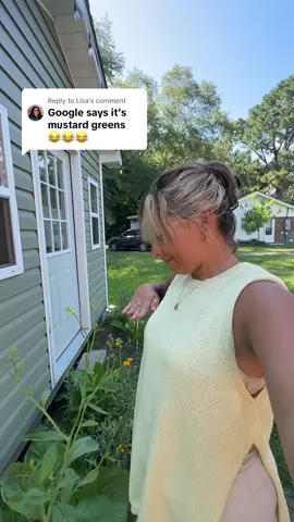 A post by @macynicolewalker on TikTok caption: Replying to @Lisa these are in my #chaosgarden and I don’t understand why 🤣 #veggiegarden #flowergarden 