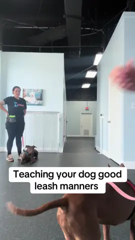 A post by @dynamitedogtraining on TikTok caption: #dogtrainer #fyp #dogtraining #doggo #dogtrainingmadesimple 