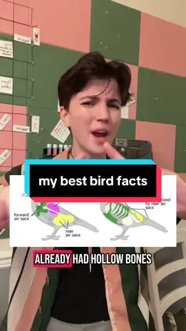 A post by @oddpride on TikTok caption: “Don’t you wish we could live among dinosaurs?” Girl we DO we live among the COOLEST ONES #mindblown #learning #birds #science #womeninstem #funfacts #biology #paleontology #dinosaur #birb 