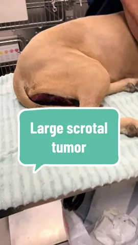 A post by @dr.b_veterinarian on TikTok caption: Before you judge what you see, please remember — We don’t always know what someone has been through, what resources they had, or how hard they’ve tried. Be kind.       #VeterinaryMedicine #TumorAwareness #DogTumor #scrotaltumor #learnontiktok #fyp