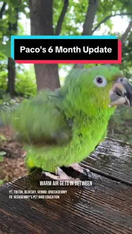 A post by @geckoemmy on TikTok