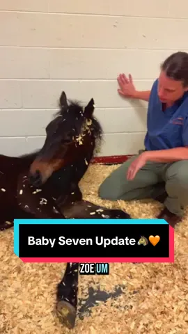 A post by @katievanslyke on TikTok caption: Baby Seven Update🐴🧡 #babyseven 