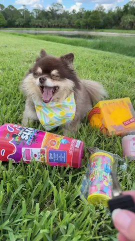 A post by @scout2015 on TikTok caption: Did you unlock the 1st or 2nd one?!😳Part 2??🧀‼️ #unlock #puppy #fidget #trend 