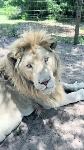 A post by @safarisammie on TikTok caption: Lil lion roars 🦁🥰