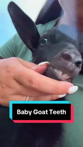 A post by @katievanslyke on TikTok caption: A complete fail at showing Sprout’s baby teeth😂🐐 #nigeriandwarfgoats #kiddingseason #babygoats 