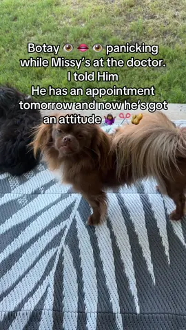 A post by @ucancallmevee on TikTok caption: Welp 🥜✂️ #dogs #doglover #dogcommunity #baddog #thelittleshihtzs #puppy #newpuppy #newpuppycheck #furbaby #furmomma #furmom #spoileddog #blackpeoplepets #blackdogmom #dogmomsoftiktok #dogsoftiktok #furry #fyp #dog #shihtzu #thelittleshihtzs #funnydog #furbaby #furmom #puppytiktok #mychild #cutepuppy #spoileddog #shihtzusoftiktok #dogsoftiktok #dogmom #dogcommunity #dallasinfluencer #doginfluencer #petsmart #petco #blackpeoplepets🐾 #blackdogmom #puppytiktok #puppy #newpuppy #furmom #furbaby #funnydog #thelittleshihtzs #shihtzu #dog #fyp