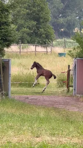 A post by @patrick.thomalla on TikTok caption: 🤣 like a wild wild foal 🤣 #foal #fohlen #funny #fy #fyp #trending #viral 