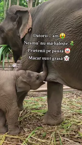 A post by @lenghenandreea on TikTok caption: #pamflet #fyyyyyyyyyyyyyyyy #🤣🤣🤣 