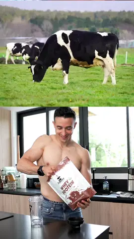 A post by @tiboinshape on TikTok caption: How Whey Protein is made in Factory !! 😱 @Inshape Nutrition @ShapeYou 