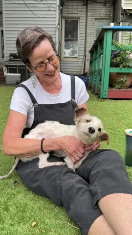 A post by @simonsits on TikTok caption: Safe to say that grandma and grandpa are HUGE Cheesecake fans 🥰 @Animal Care Centers of NYC @Muddy Paws Rescue 