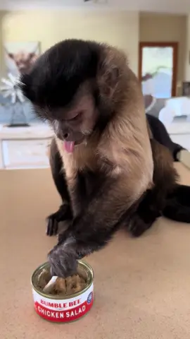 A post by @lifewithgaitlyn on TikTok caption: Happy Saturday My Friends! Today i am Planting my grape vines!!