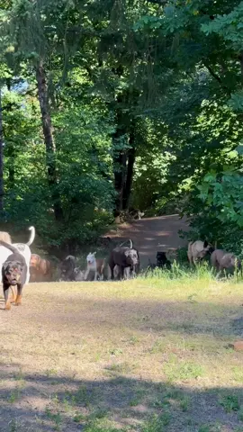 A post by @theasherhouse on TikTok caption: The pups don’t get to have all the fun…actually, yes they do.