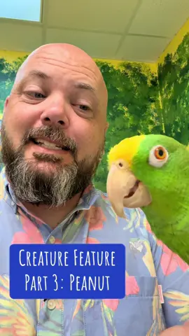 A post by @blueplanetpets on TikTok caption: Creature Feature Part 3: Peanut @ParrotOutreachSociety #rescuebird #animalrescue #parrot #petbird #pets #birdrescue 