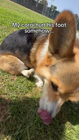 A post by @bradygraffiti_corgis on TikTok caption: My Shayla 🥺