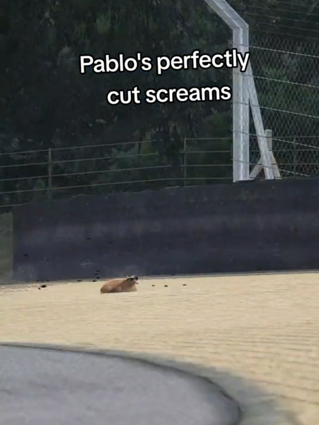 A post by @dmcgar on TikTok caption: Throwback. #meow #pablo #animals #cat #cartok #catsofinstagram #fyp #speed #f1 #onthisday 